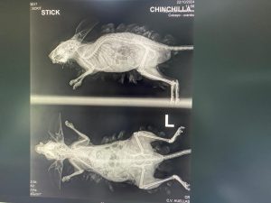 Veterinaria Huella en Pinto