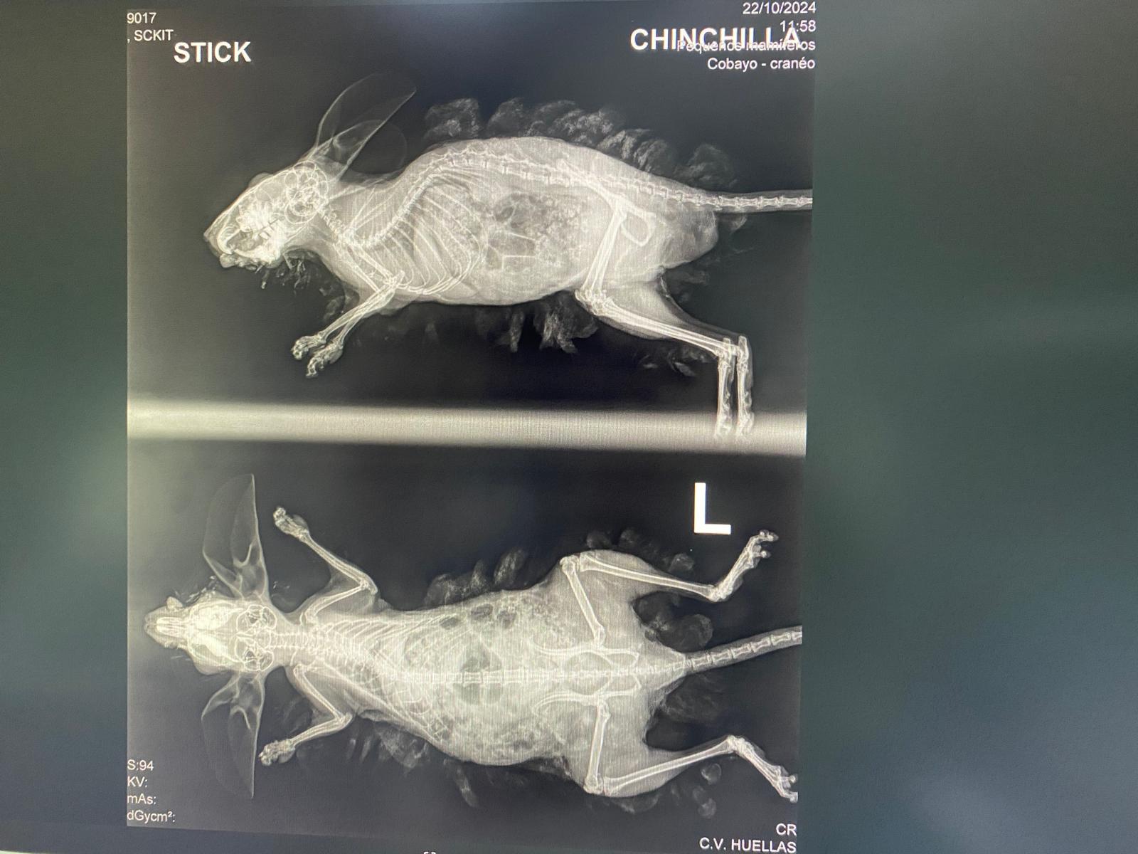 Veterinaria Huella en Pinto