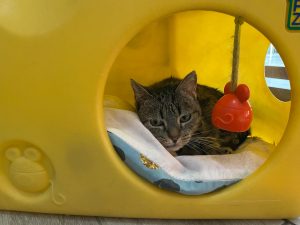 Veterinaria Huella en Pinto