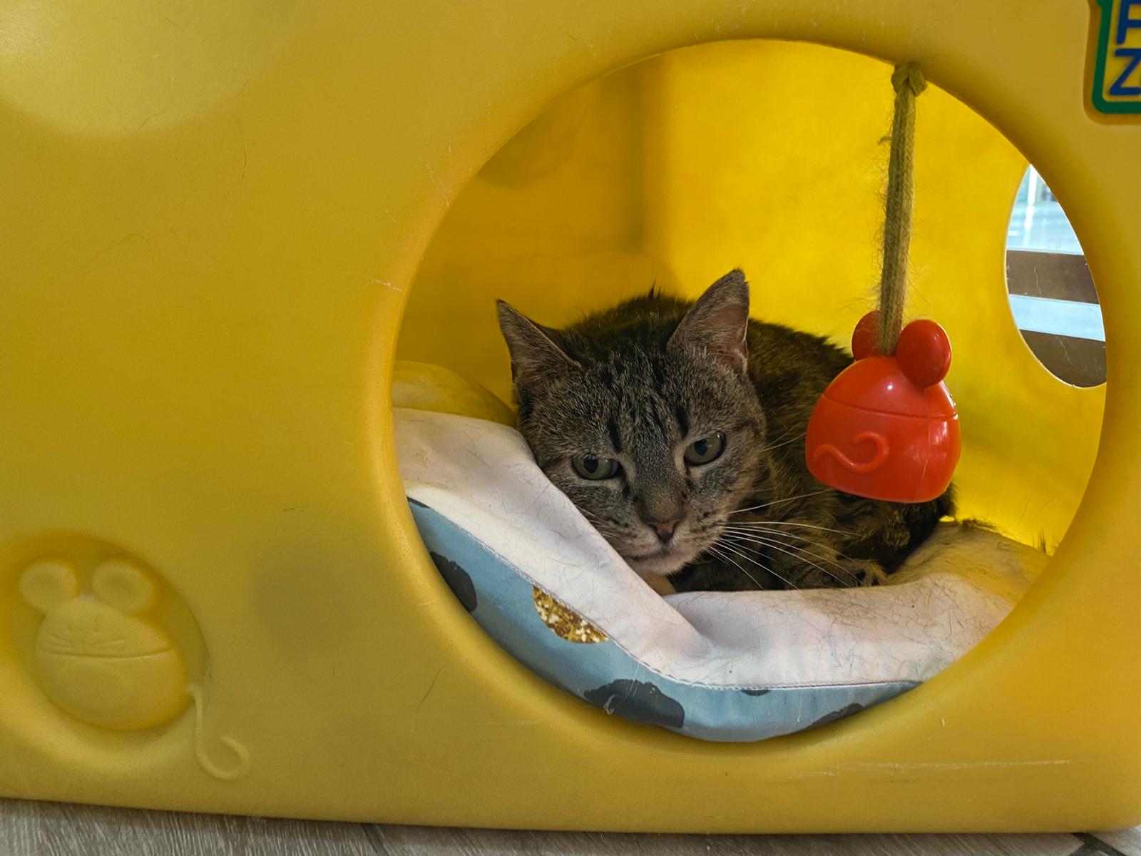 Veterinaria Huella en Pinto