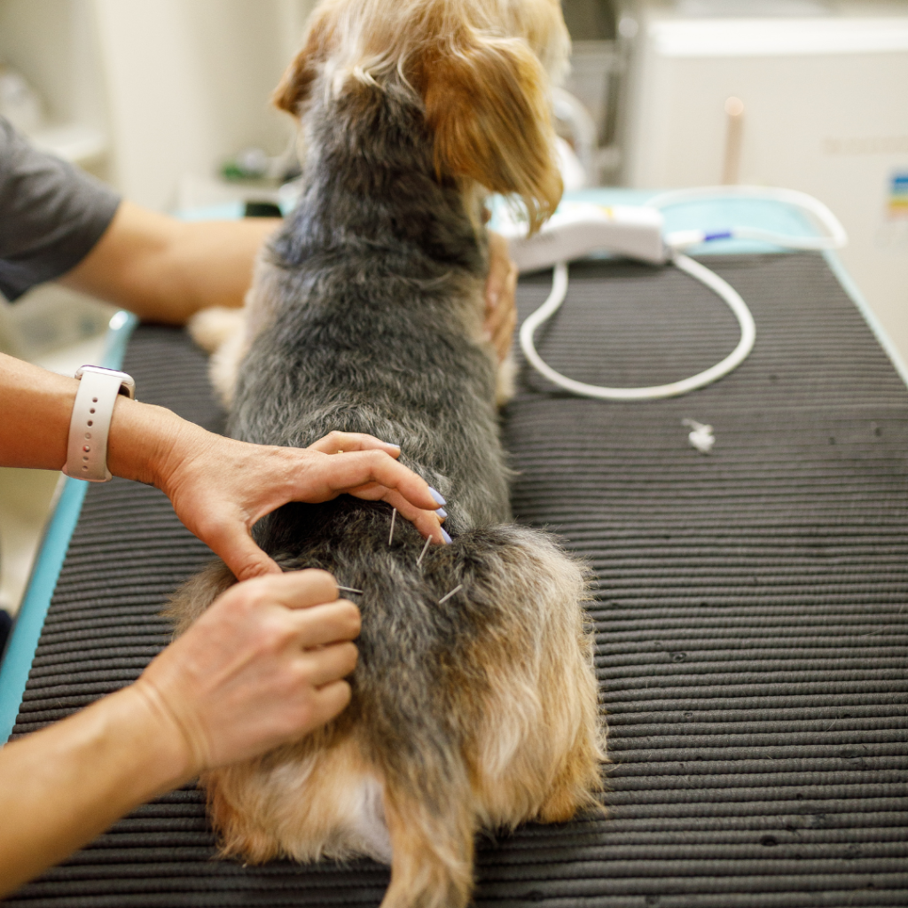 Medicina Tradicional y Alternativa