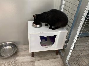 Veterinaria Huella en Pinto