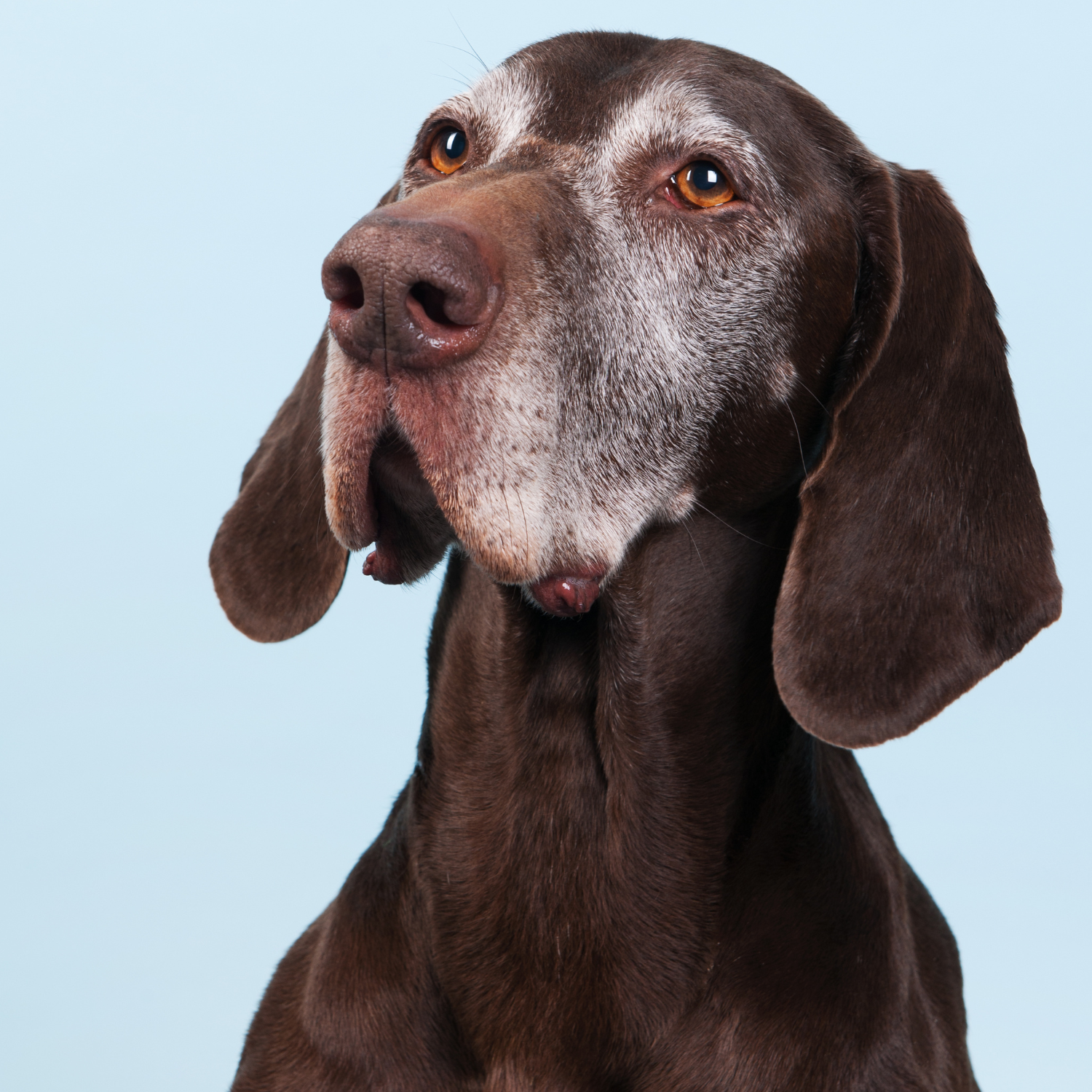 La importancia de las revisiones periódicas para mascotas adultas